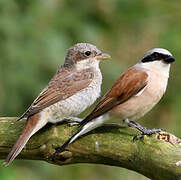 Red-backed Shrike