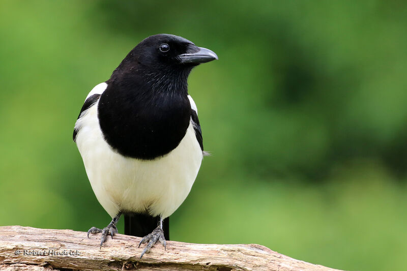 Eurasian Magpie