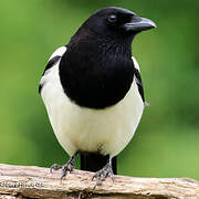 Eurasian Magpie