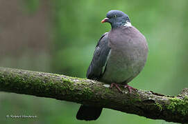 Common Wood Pigeon