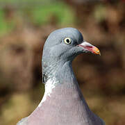 Common Wood Pigeon