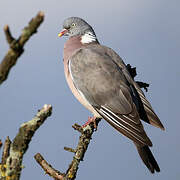 Common Wood Pigeon