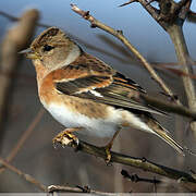 Brambling