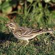 Pipit à gorge rousse