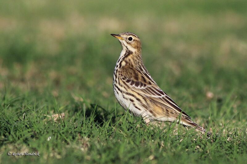 Pipit à gorge rousse