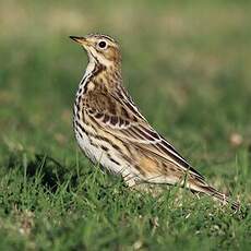 Pipit à gorge rousse