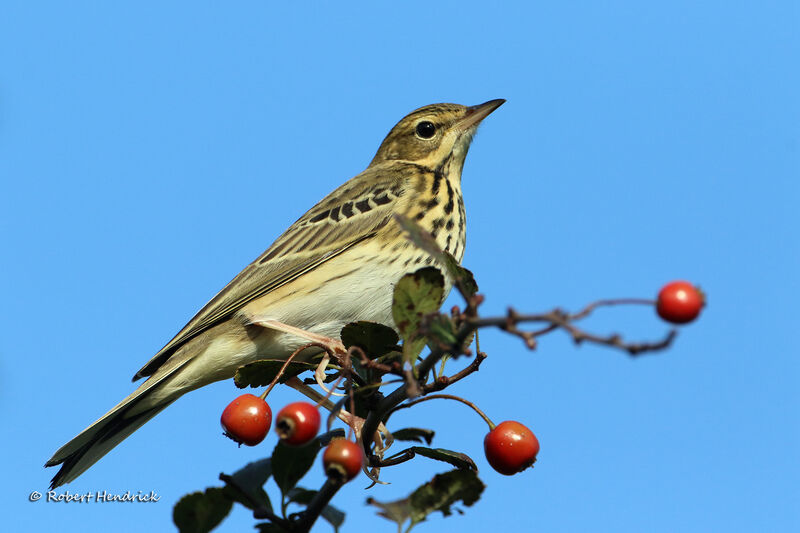 Pipit des arbres