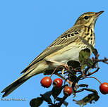 Pipit des arbres