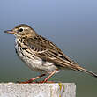 Pipit farlouse