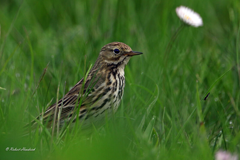 Pipit farlouse