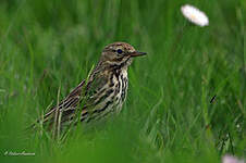 Pipit farlouse