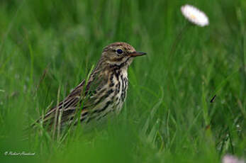 Pipit farlouse