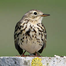 Pipit farlouse