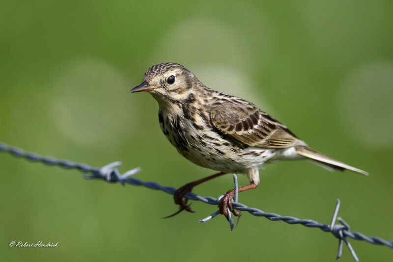 Pipit farlouse