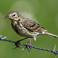 Pipit farlouse