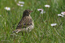 Pipit farlouse