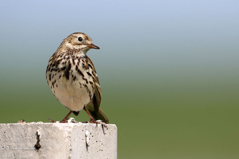 Pipit farlouse