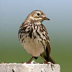 Pipit farlouse