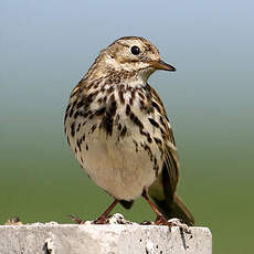 Pipit farlouse