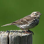 Pipit farlouse