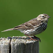 Pipit farlouse