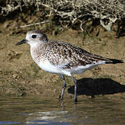 Grey Plover