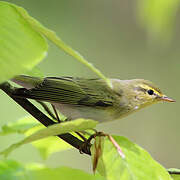 Wood Warbler