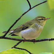 Wood Warbler