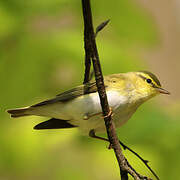 Wood Warbler