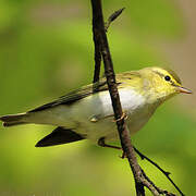 Wood Warbler