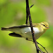 Wood Warbler