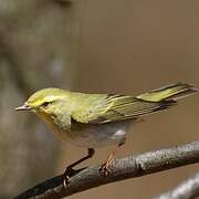 Wood Warbler