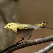 Wood Warbler