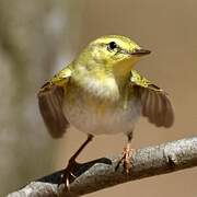 Wood Warbler