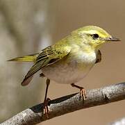 Wood Warbler