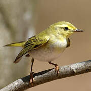 Wood Warbler