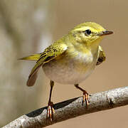 Wood Warbler