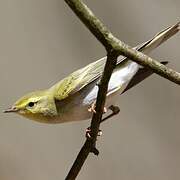 Wood Warbler