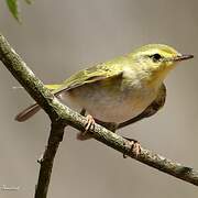 Wood Warbler