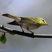 Wood Warbler