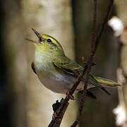 Wood Warbler