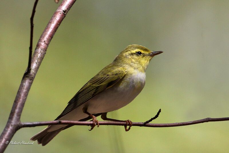 Wood Warbler