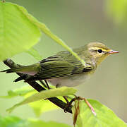 Wood Warbler