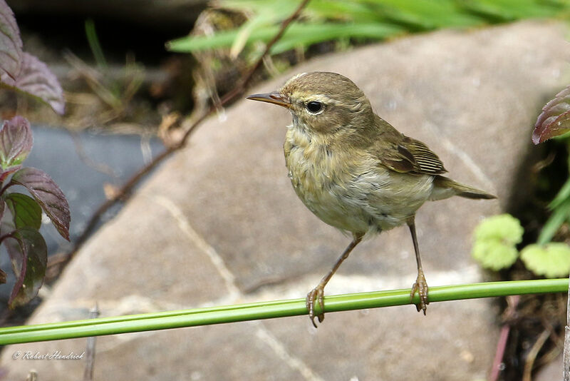 Pouillot véloce