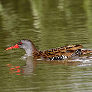 Water Rail