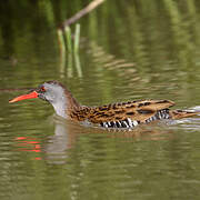 Water Rail