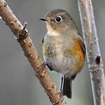 Robin à flancs roux