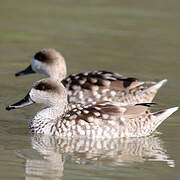 Marbled Duck