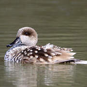 Marbled Duck