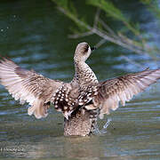 Marbled Duck